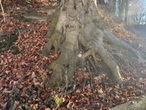 Baumwurzeln im Boden